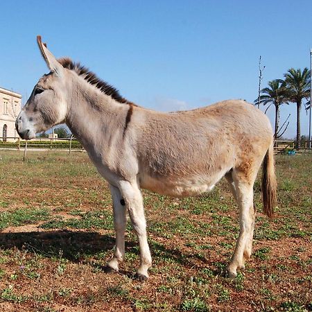 Masseria Galatea Agriturismo Alessano Exterior foto